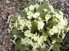 primroses Apr03